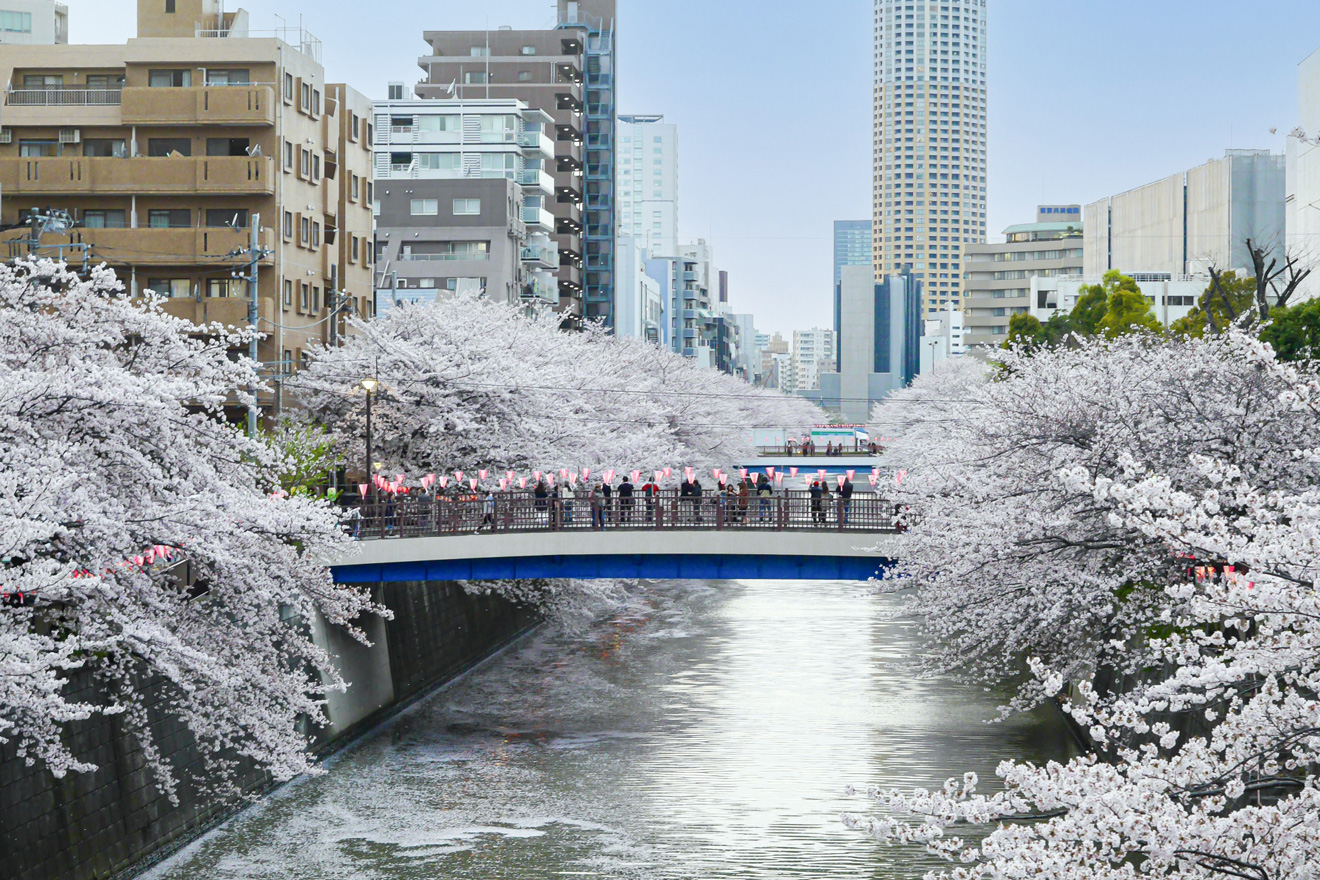目黒川の桜