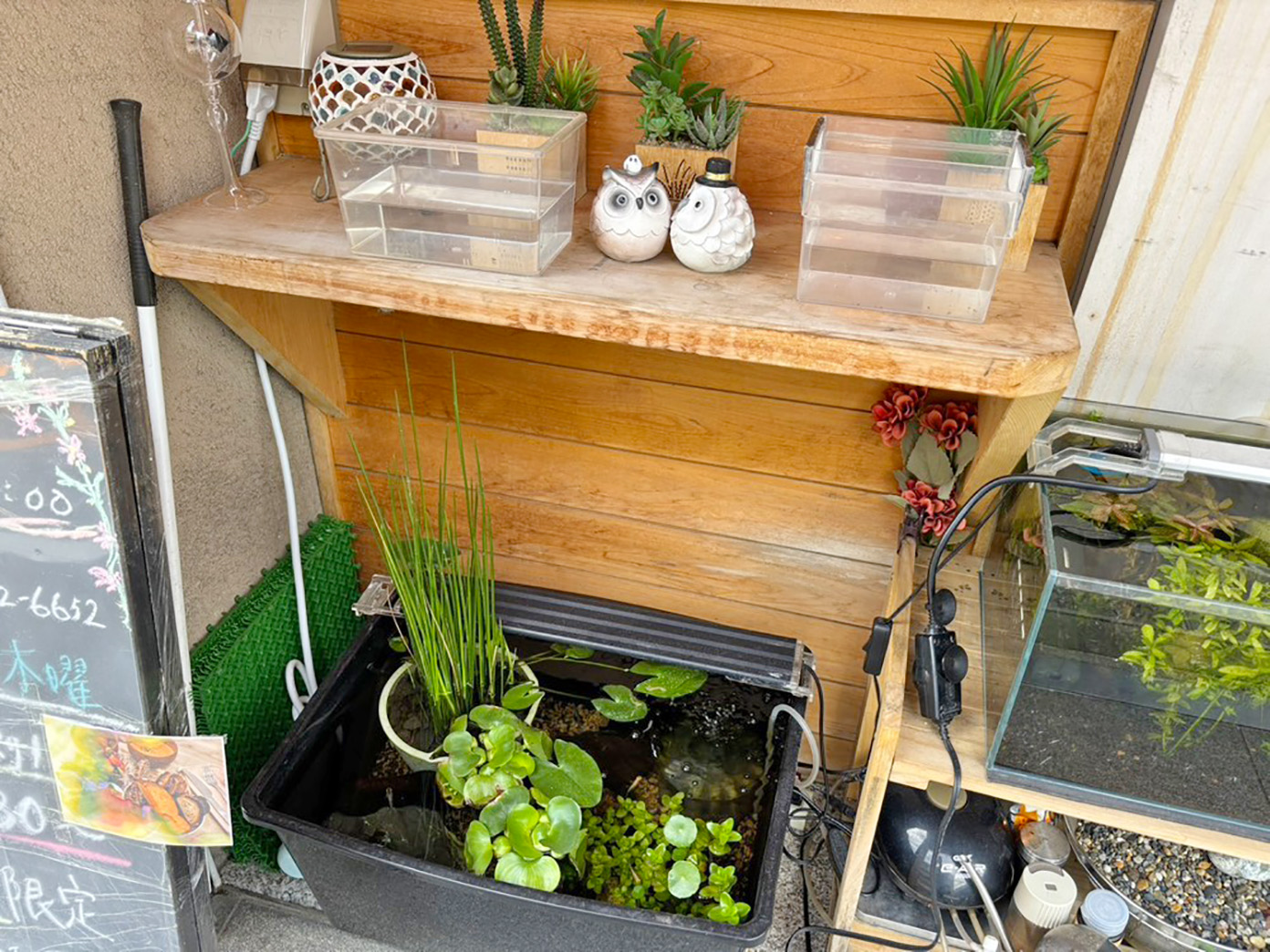 「カランコロン」のメダカの水槽