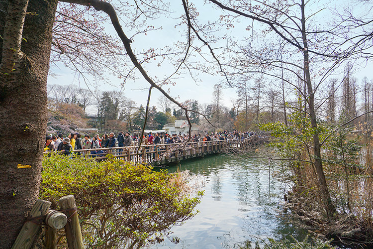 ino-sakura2017-11