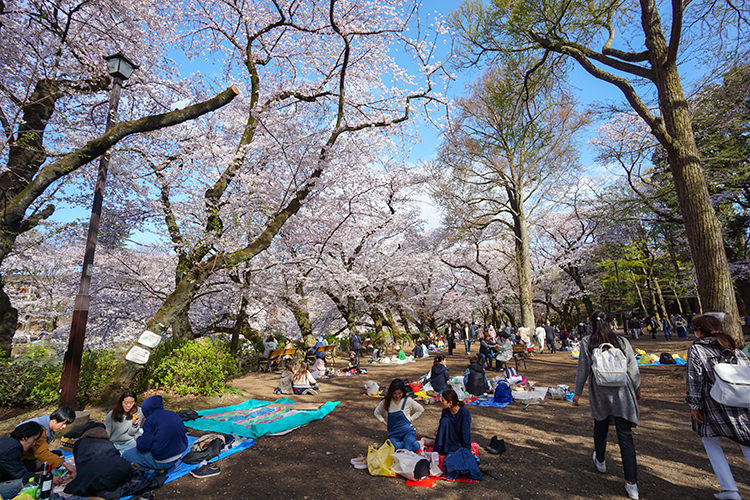 ino-sakura2017-19