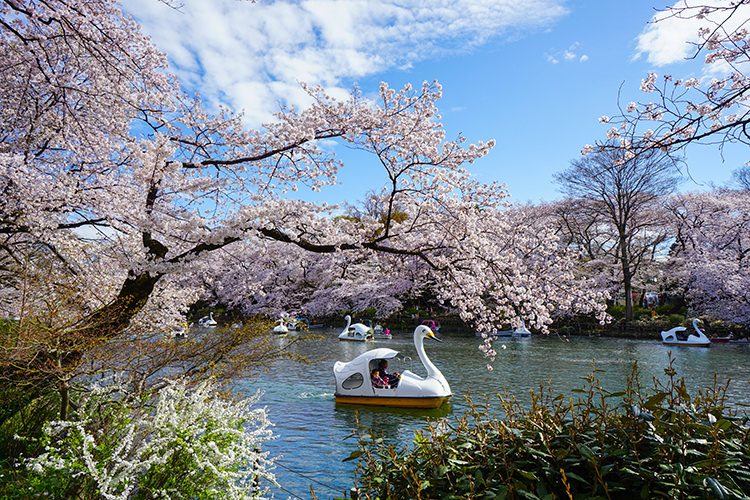 ino-sakura2017-20