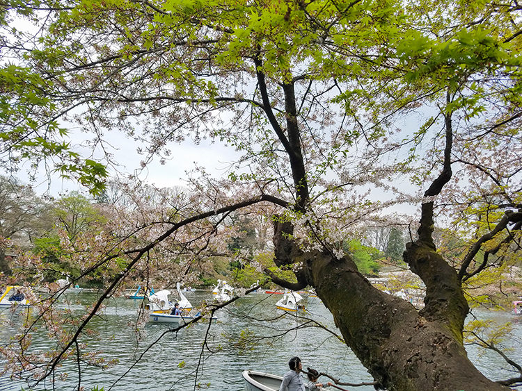 ino-sakura2017-21