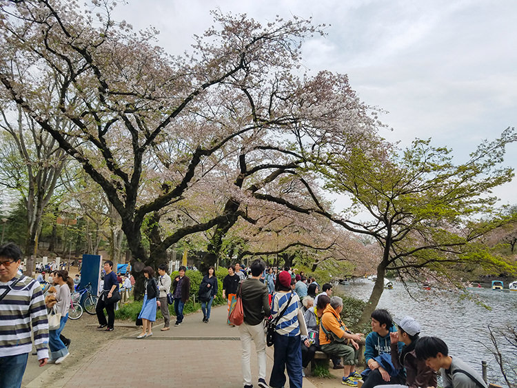 ino-sakura2017-22