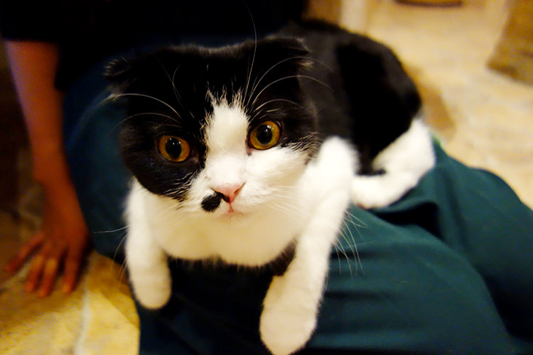 ほくろもかわいい~猫ちゃん~