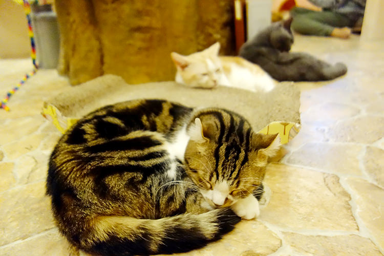 猫ちゃん~!!!かわいい~!!