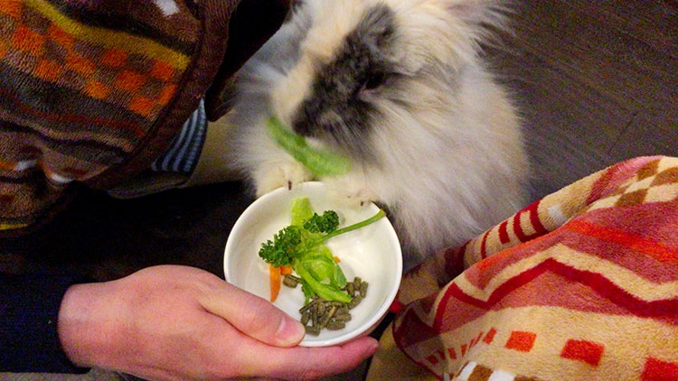 カフェ・ミニヨンのうさぎとhれあいタイム