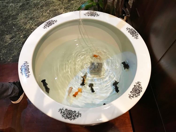  中國名菜 孫（そん）の店内には金魚が！