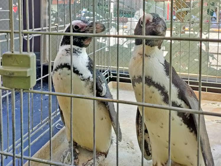 「Cafe&Barペンギンのいるダイニング」のペンギン