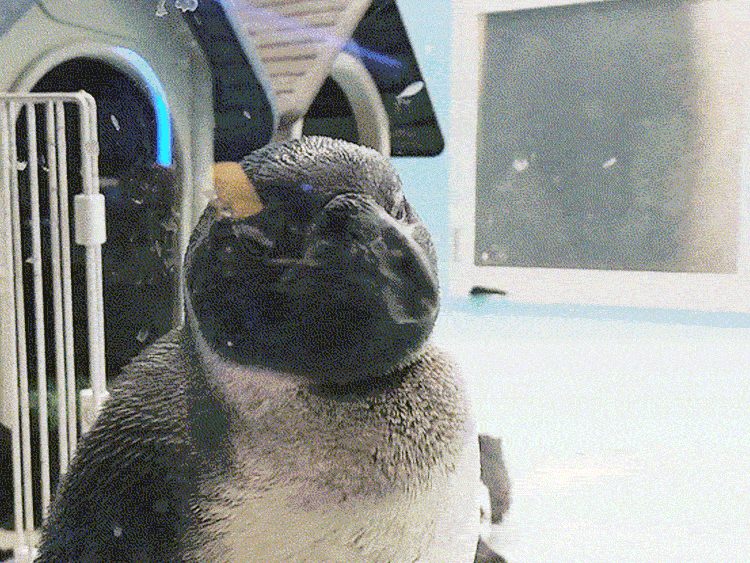 「Cafe&Barペンギンのいるダイニング」のペンギン