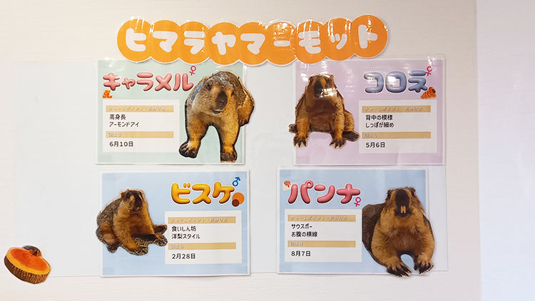 マーモット村のメンバー紹介