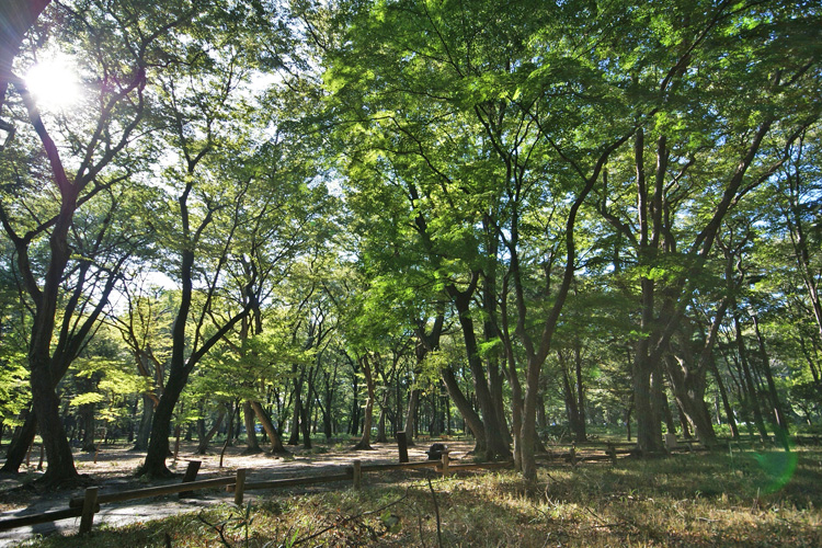 井の頭公園の緑