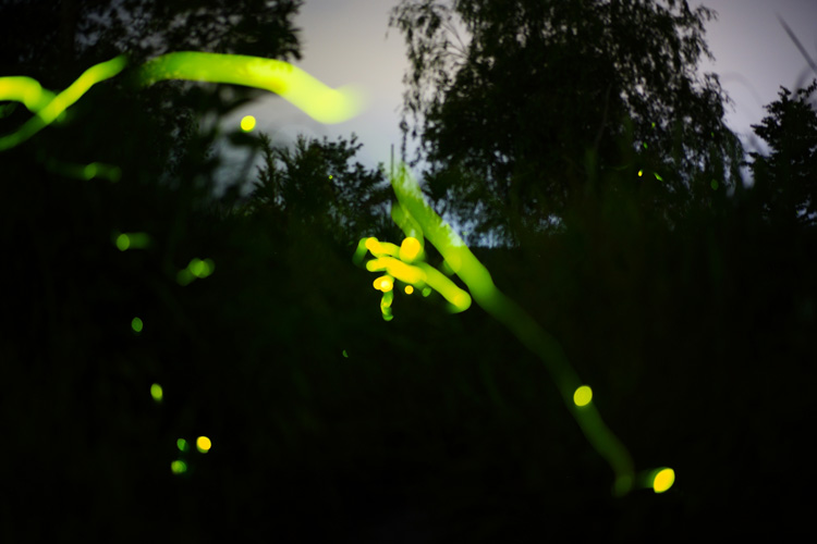 幻想的なホタルの光