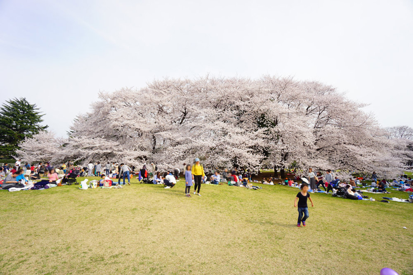 世田谷砧公園の桜