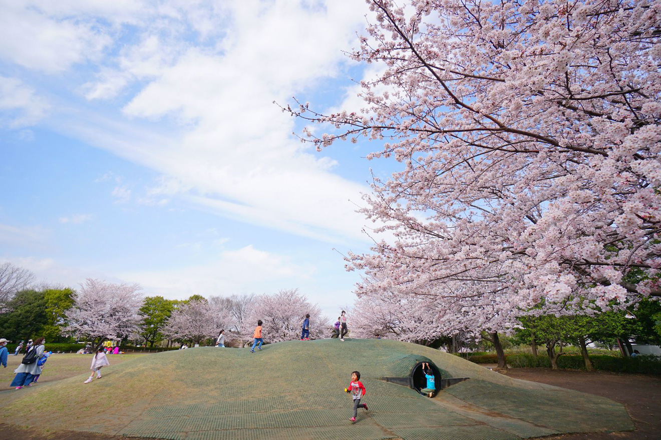 きたみふれあい広場の桜