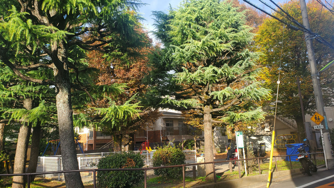 道路から見た「南台公園」