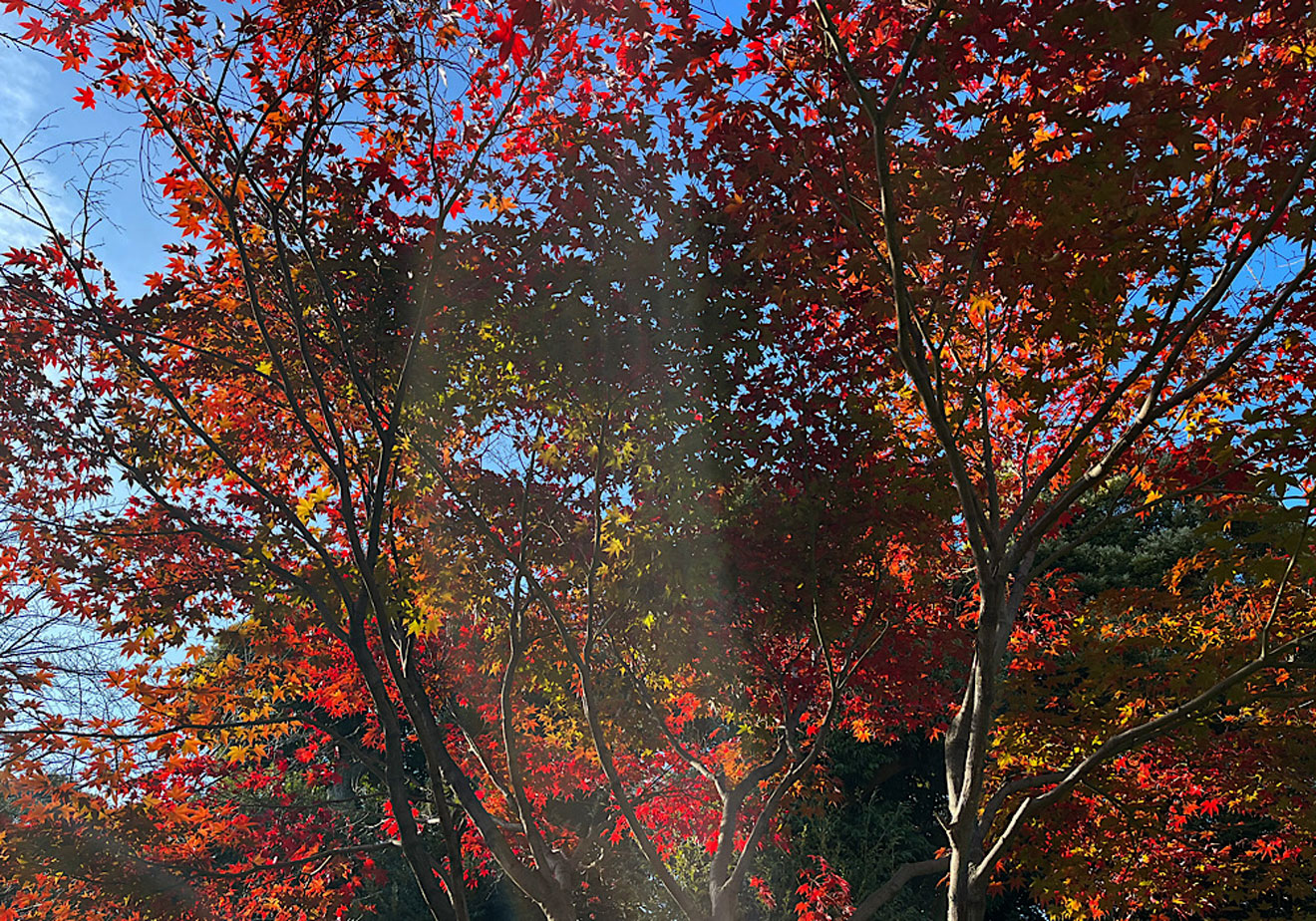 「松陰神社」の紅葉
