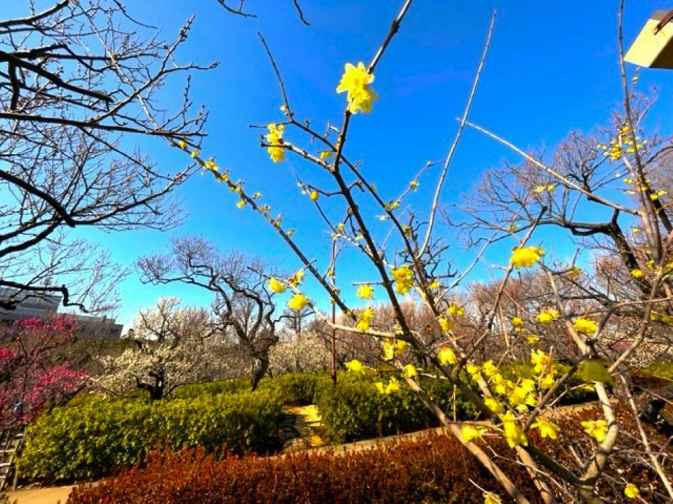 「羽根木公園」の黄色い梅