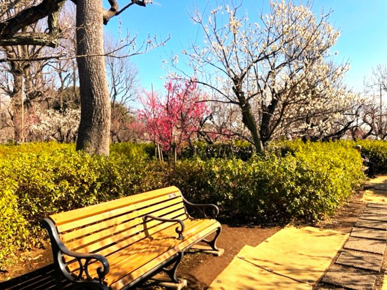 「羽根木公園」のベンチ