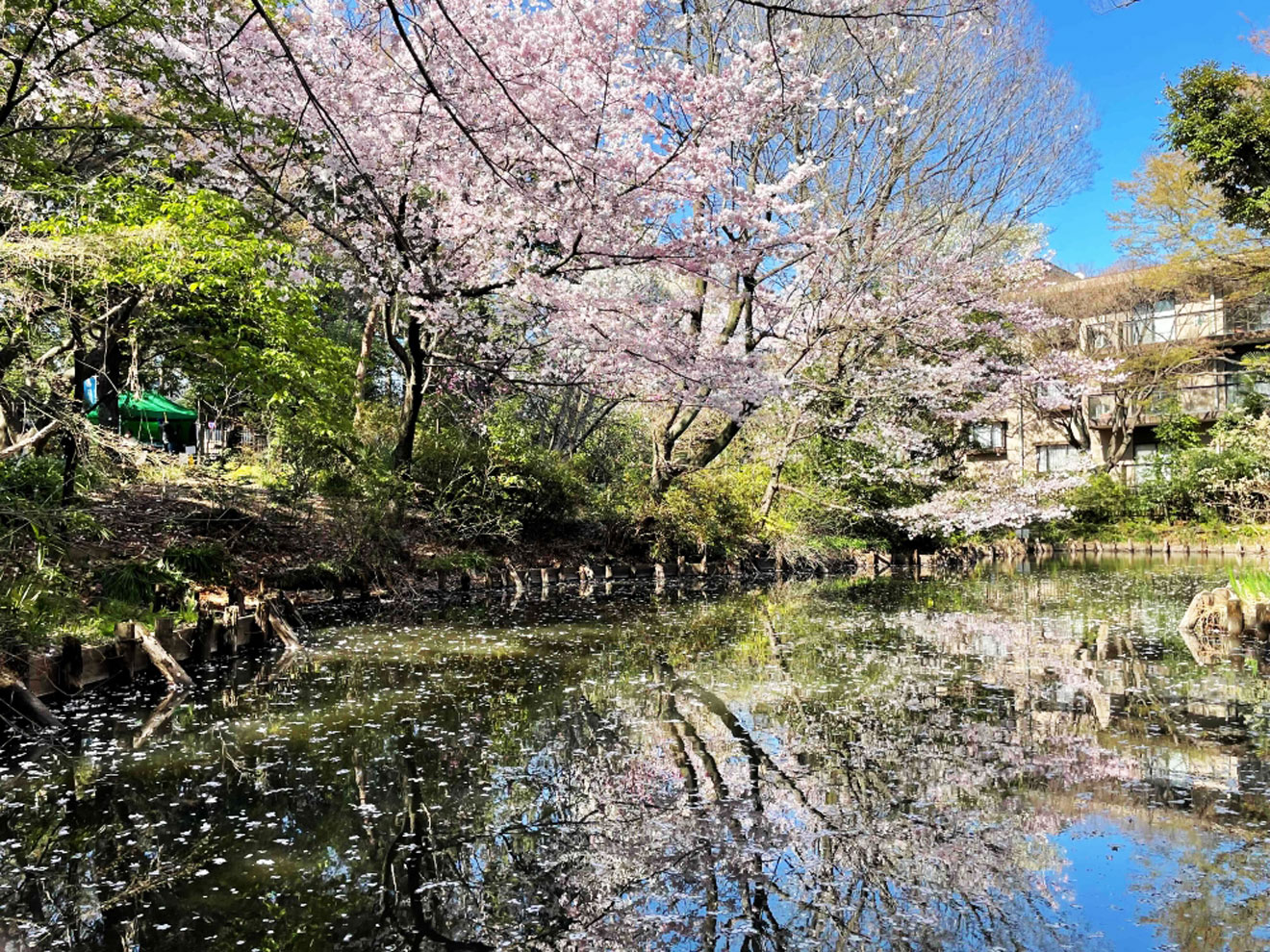 「経堂五丁目特別保護区」の桜