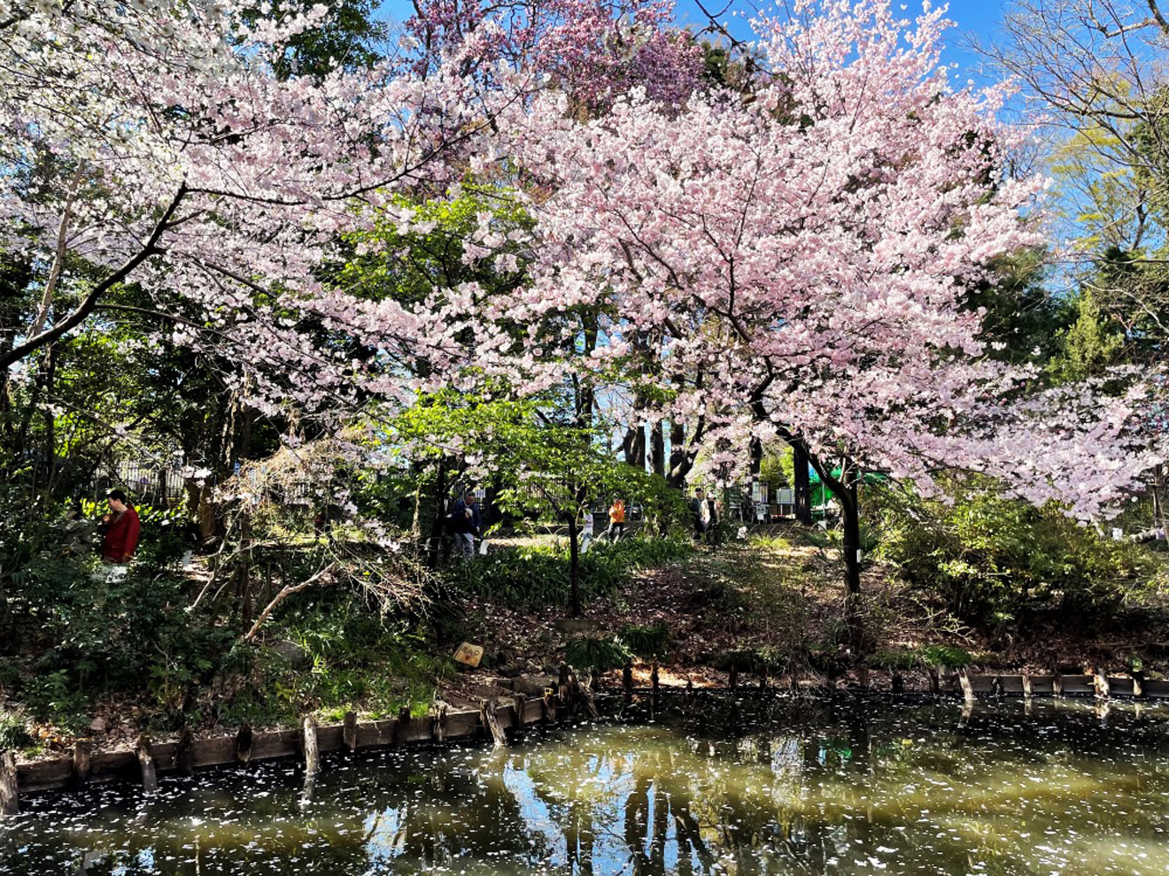 「経堂五丁目特別保護区」の桜