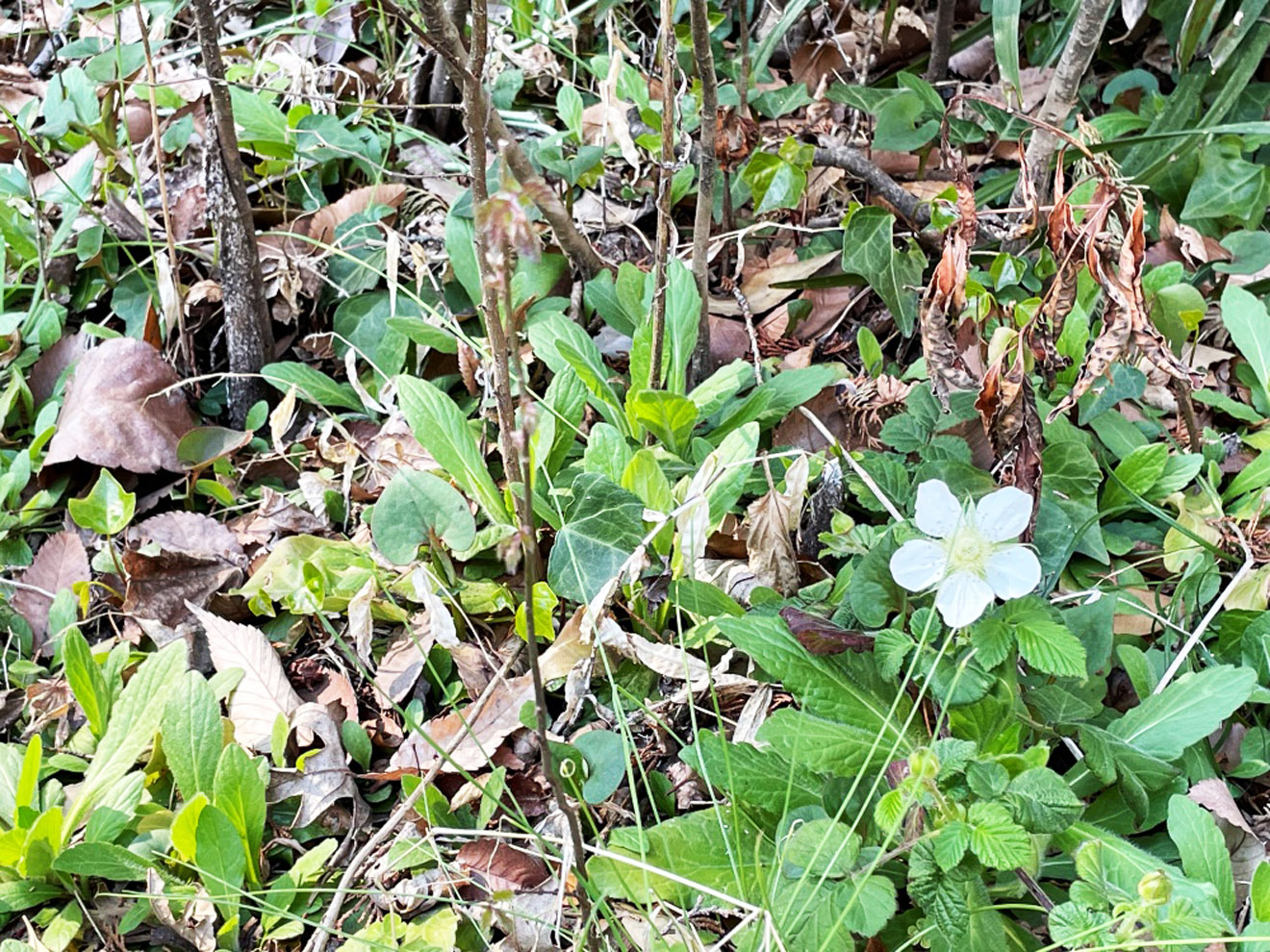 「経堂五丁目特別保護区」の植物