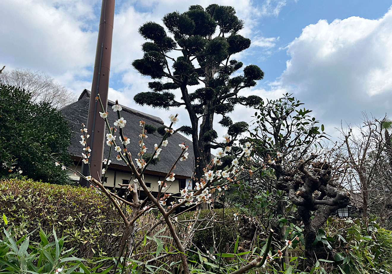 「世田谷代官屋敷」の木や花