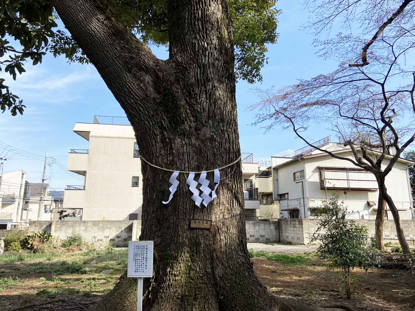 「世田谷山観音寺」のクスノキ