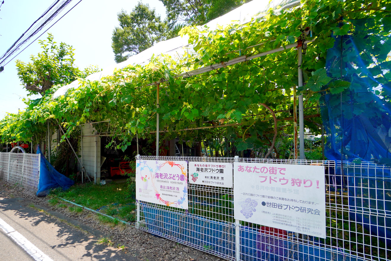 世田谷区の海老沢ぶどう園の外観