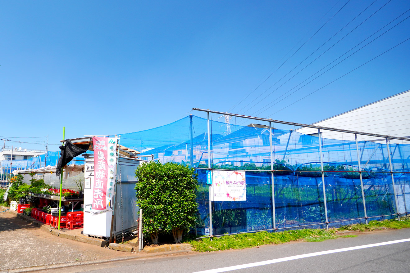 目黒区の根岸ブドウ園の外観