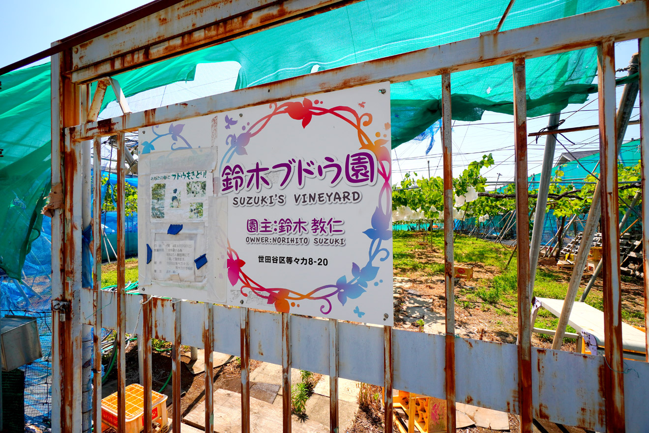 世田谷区の鈴木ブドウ園の看板