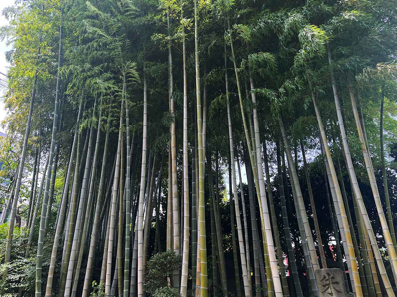 「実相院」の竹林