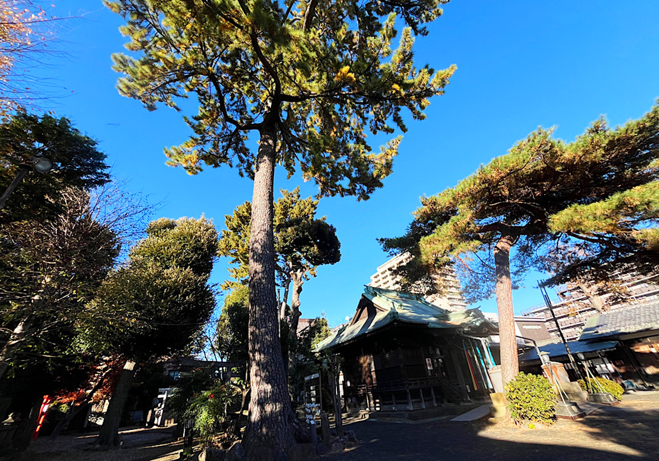 「駒留八幡神社」クロマツ