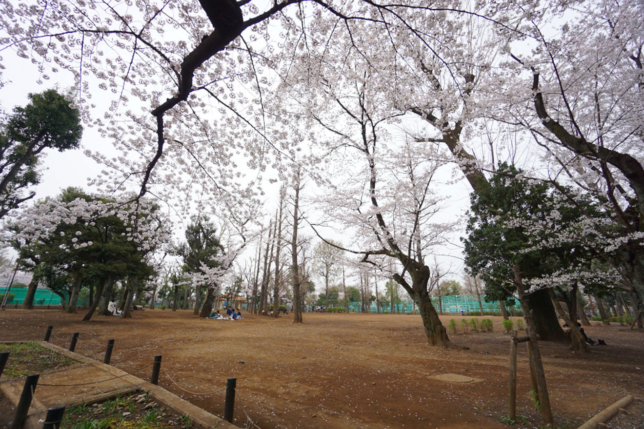 羽根木公園