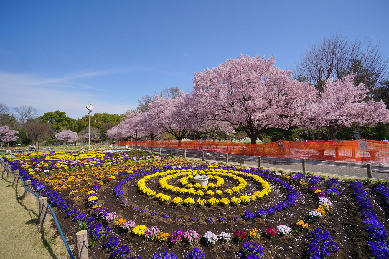 蘆花恒春園の花の丘