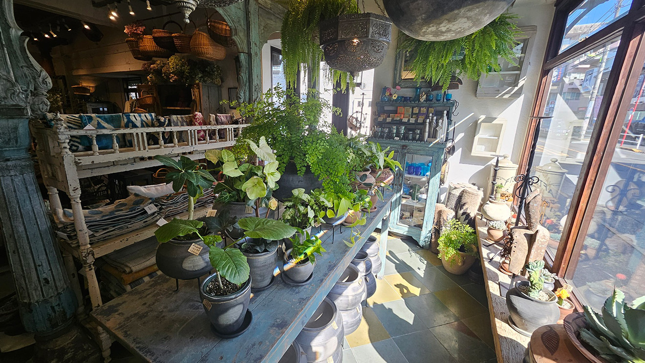 植物コーナー