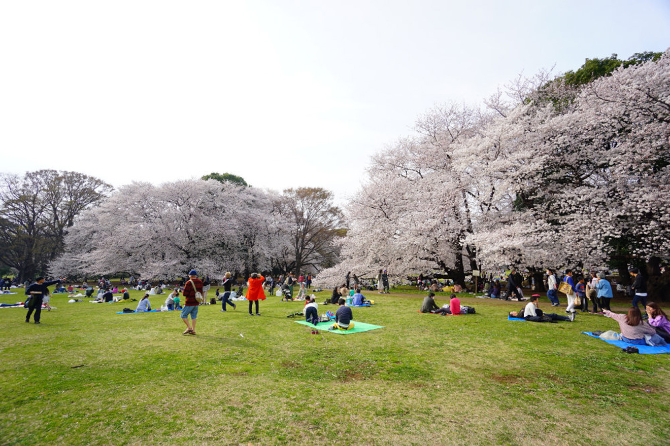 砧公園