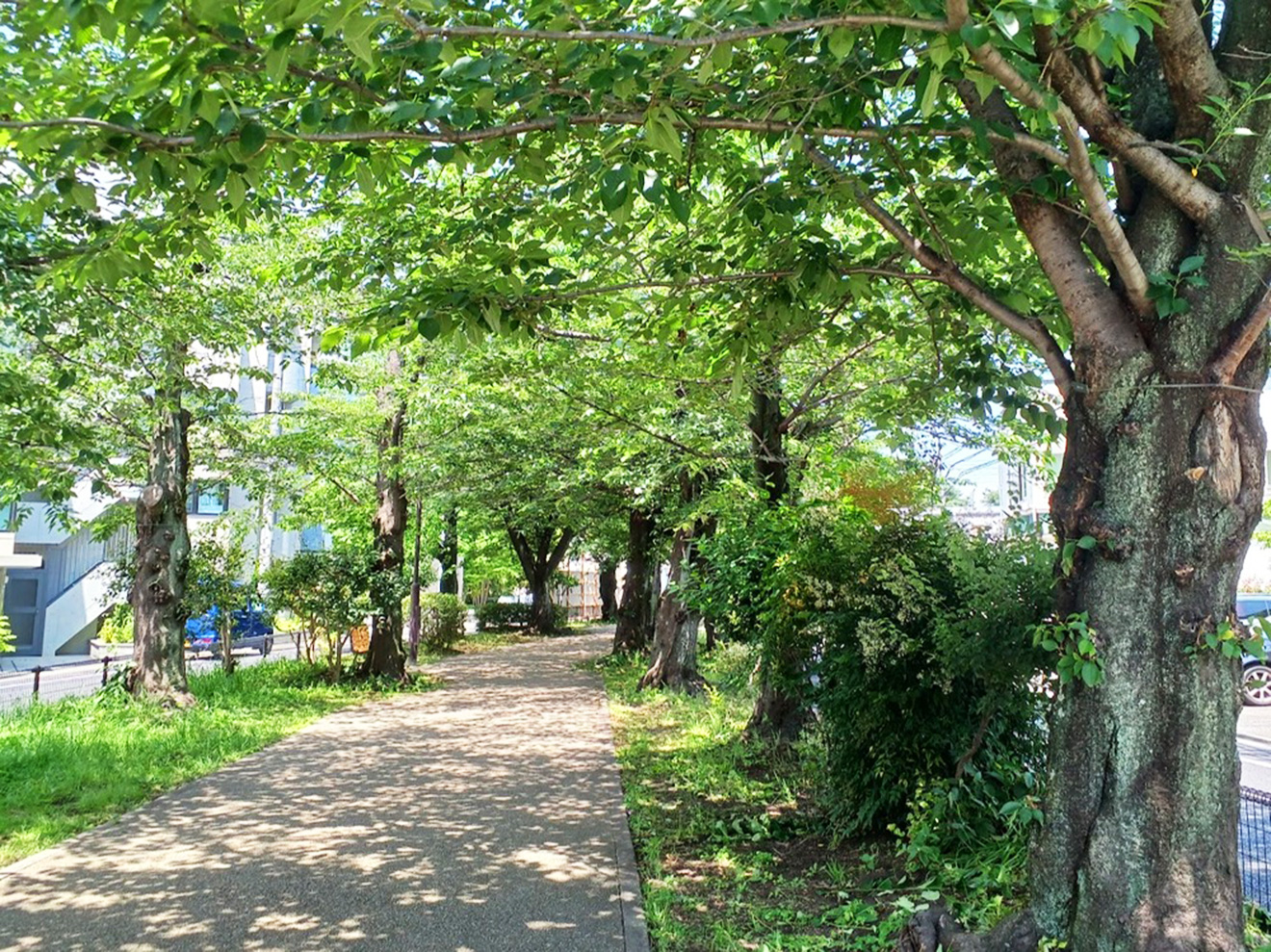 「烏山川緑道」遊歩道3
