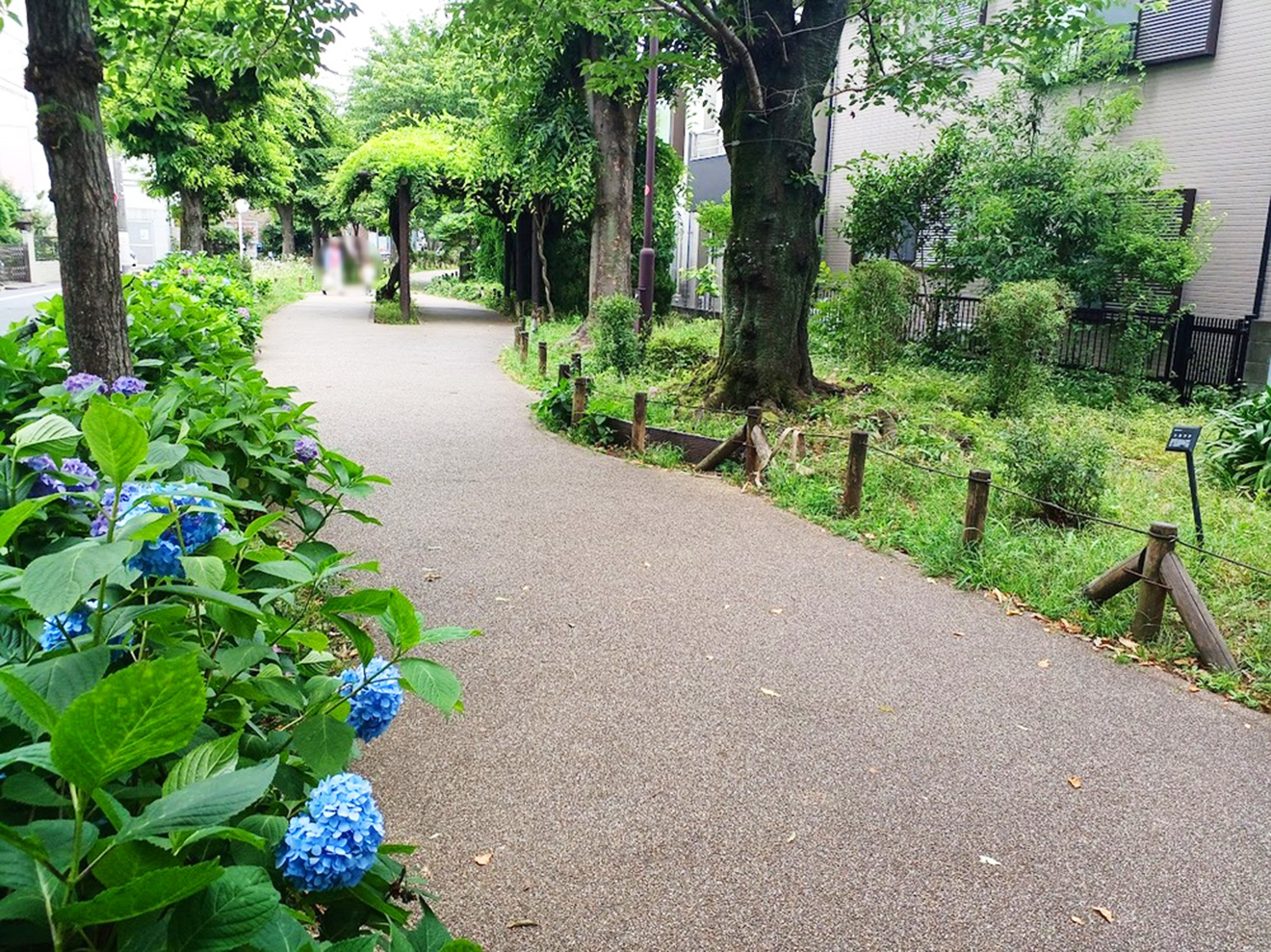 「烏山川緑道」アジサイ