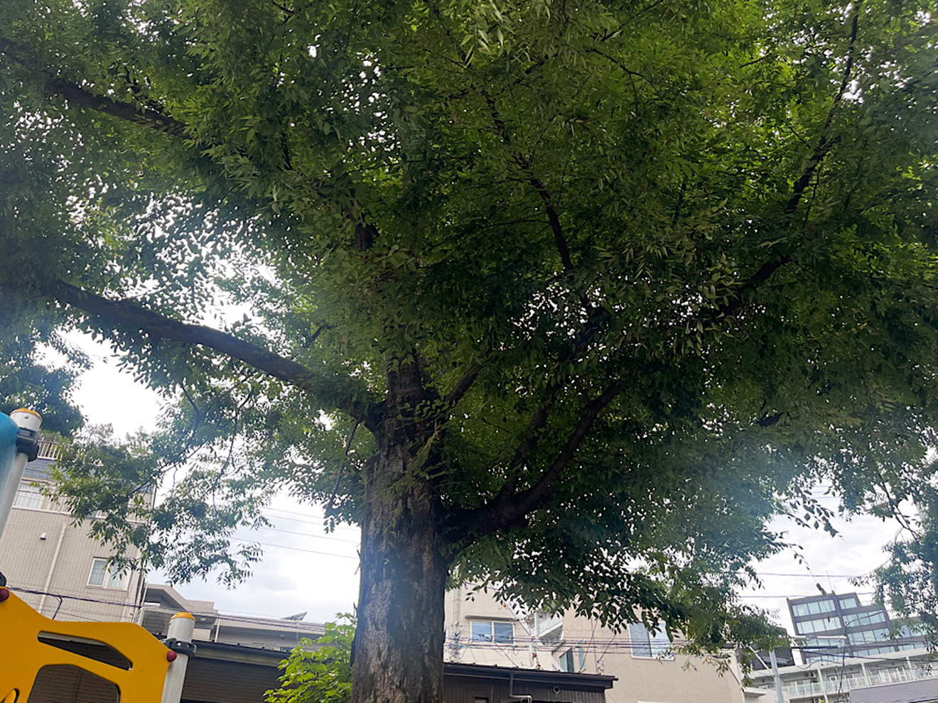 「したのやばし公園」の木