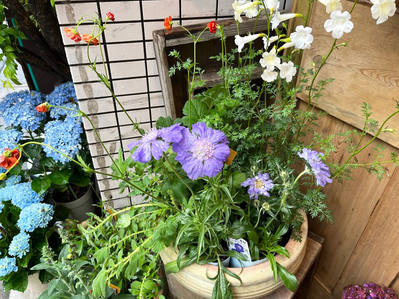 「ハッカニブンノイチ」の花