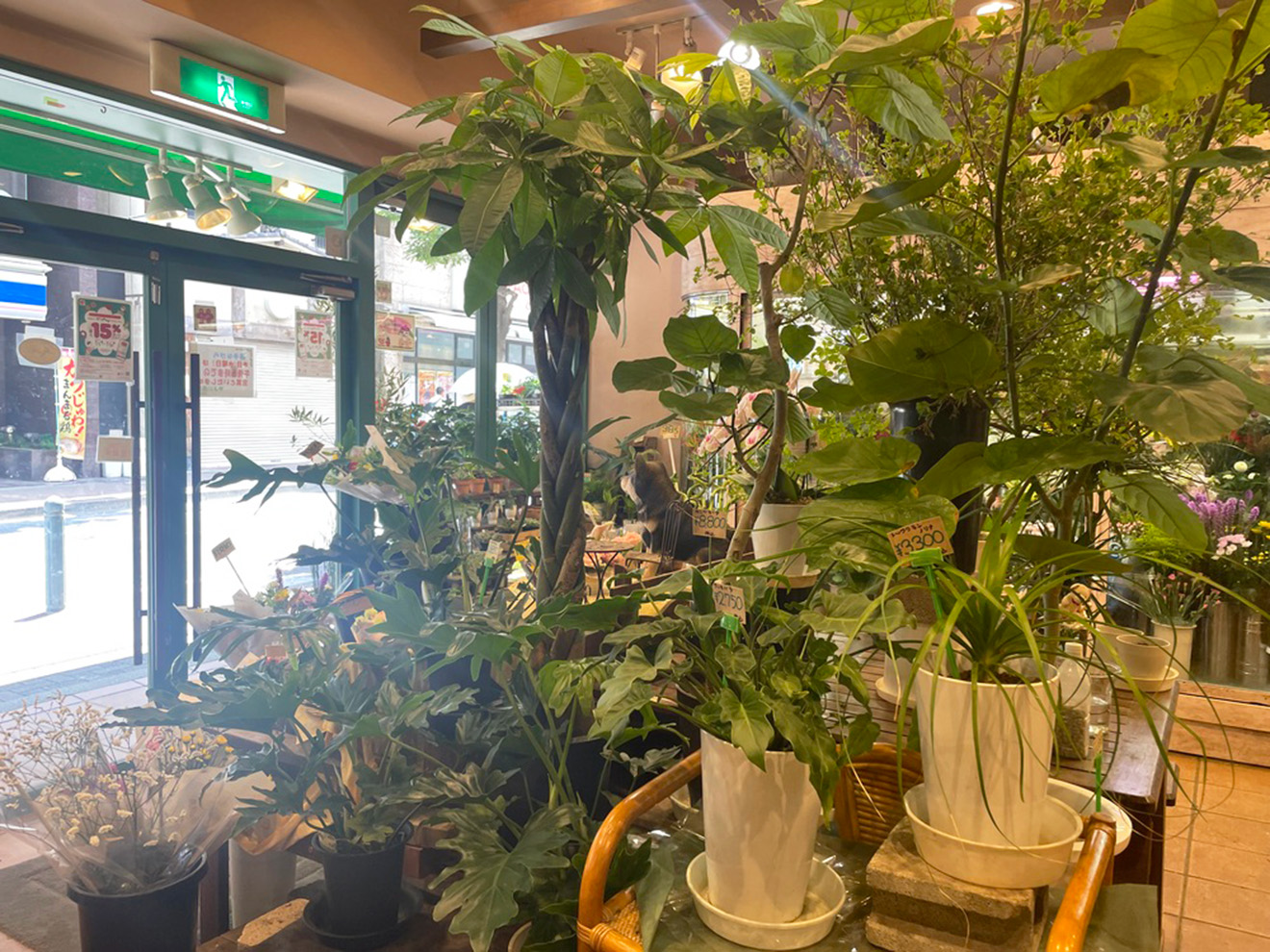 「やよい園芸」の店内