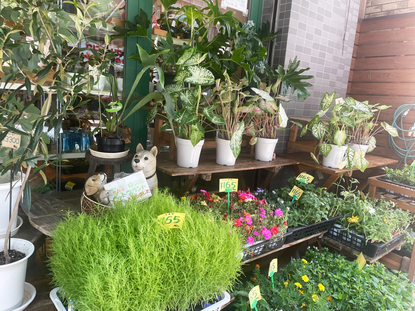 「やよい園芸」の植物