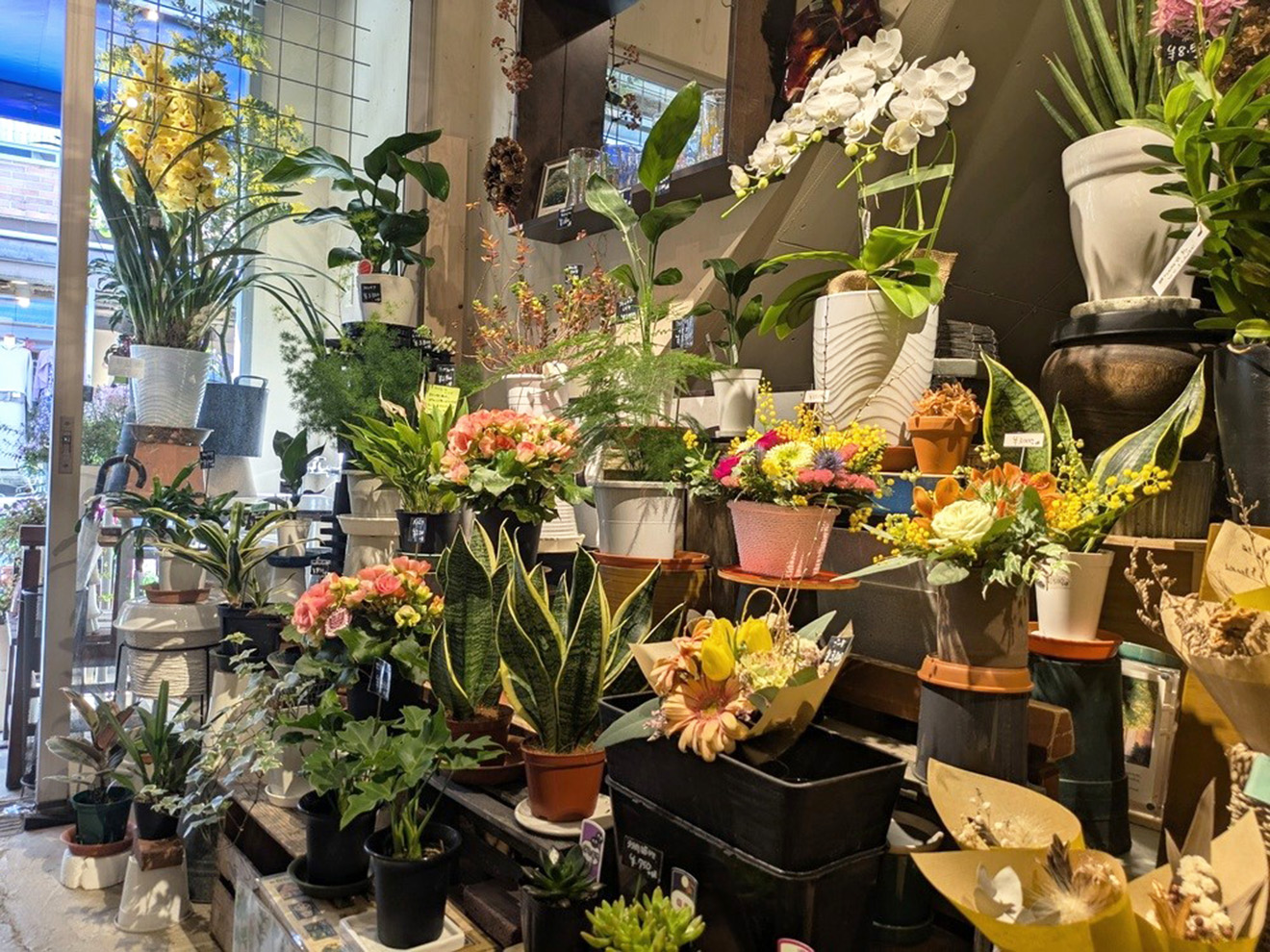 「FLORISTA COVA」のプランター植物