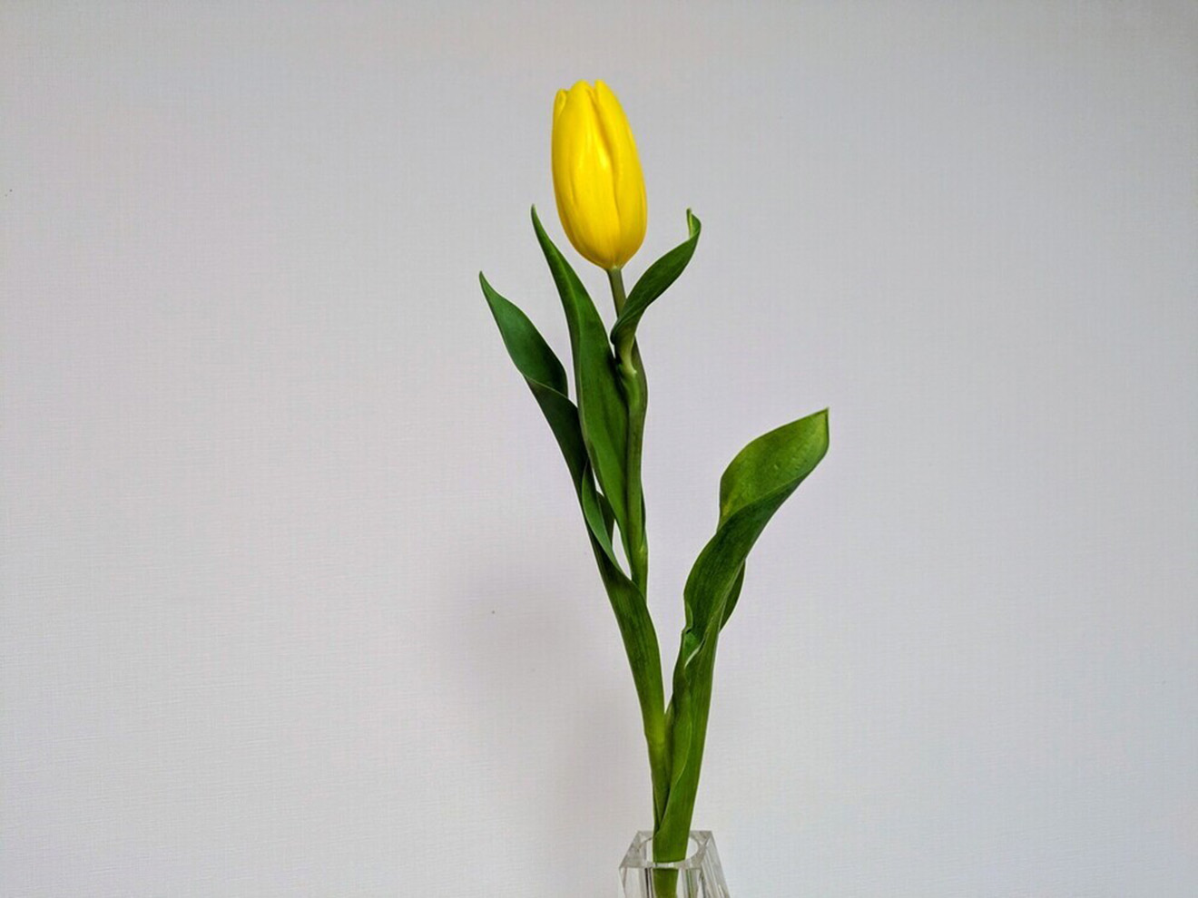 「FLORISTA COVA」のチューリップ