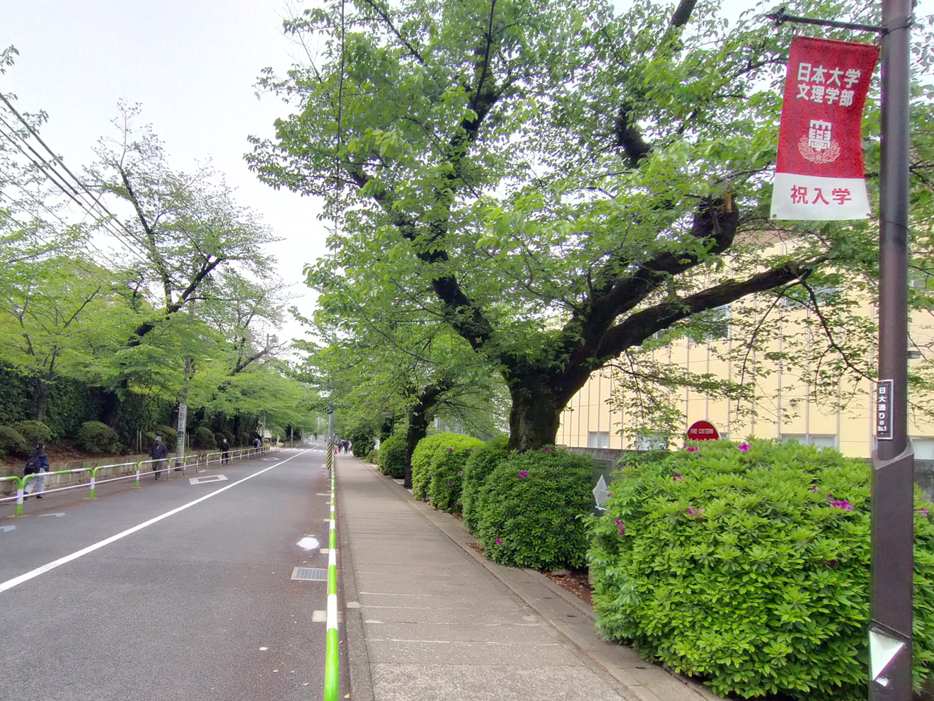 日大文理学部の桜